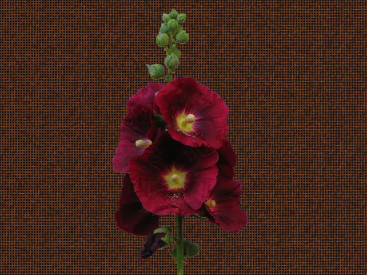 429919 (a): :1600x1200